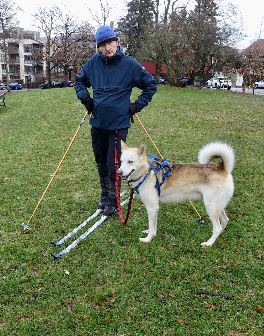 Mann på gress med ski og hund