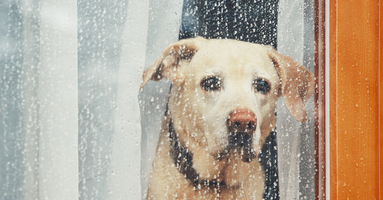 En hund ser ut gjennom et vindu mens det regner