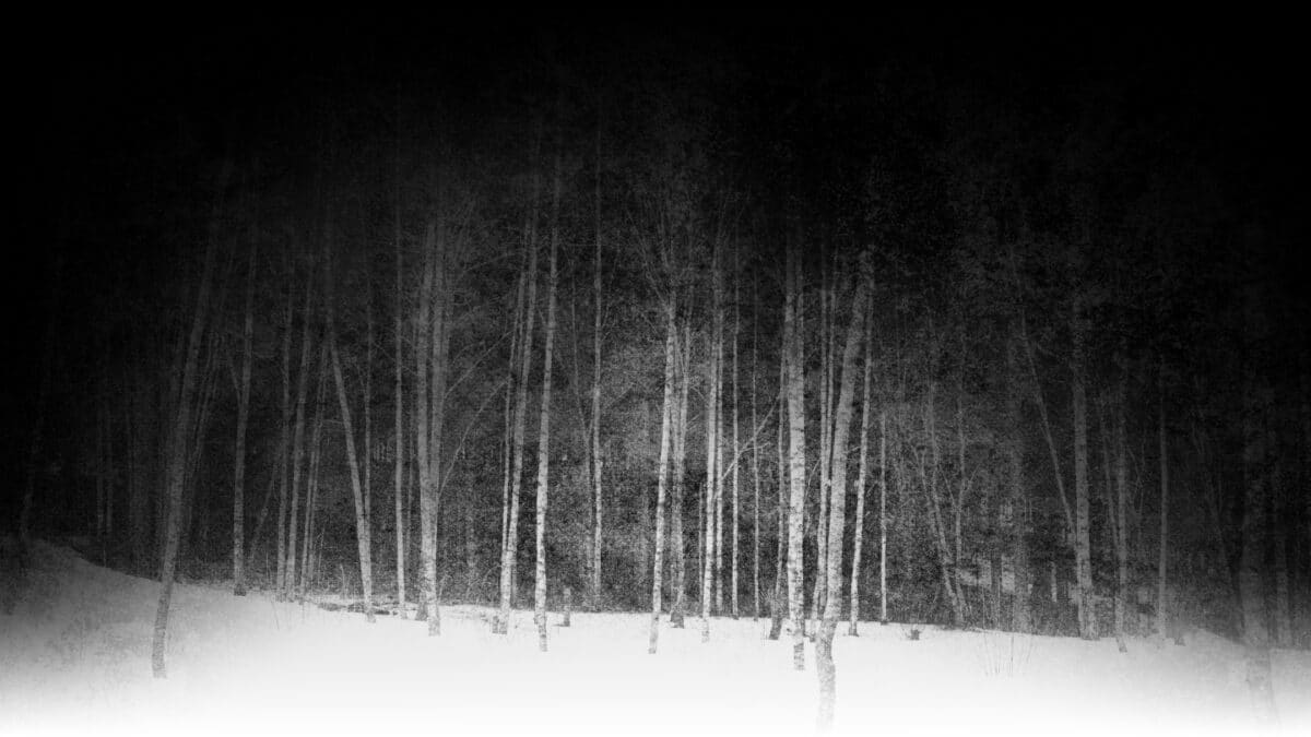Mørk skog 