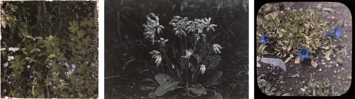 Tre fotografier med nærbilder av planter.