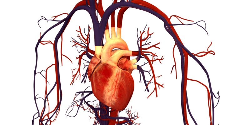 Illustrasjon av hjertet og sirkulasjonssystemet