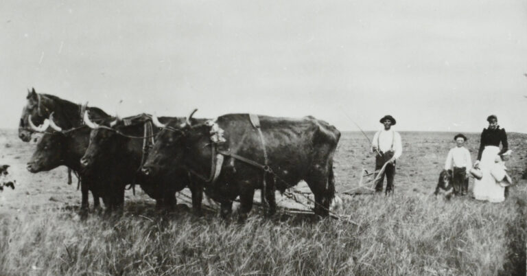 Historisk fotografi av en familie på en åpen prærie med tre trekkokser spent foran en plog. Familien står til høyre i bildet, kledd i tidstypiske klær fra slutten av 1800-tallet eller tidlig 1900-tall. Landskapet er flatt og gresskledd, uten trær, og gir inntrykk av nybyggerliv i Amerika.