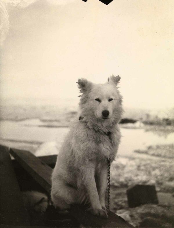 Samojedhund, 1894
